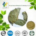 Natural Eucalyptus Leaf powder